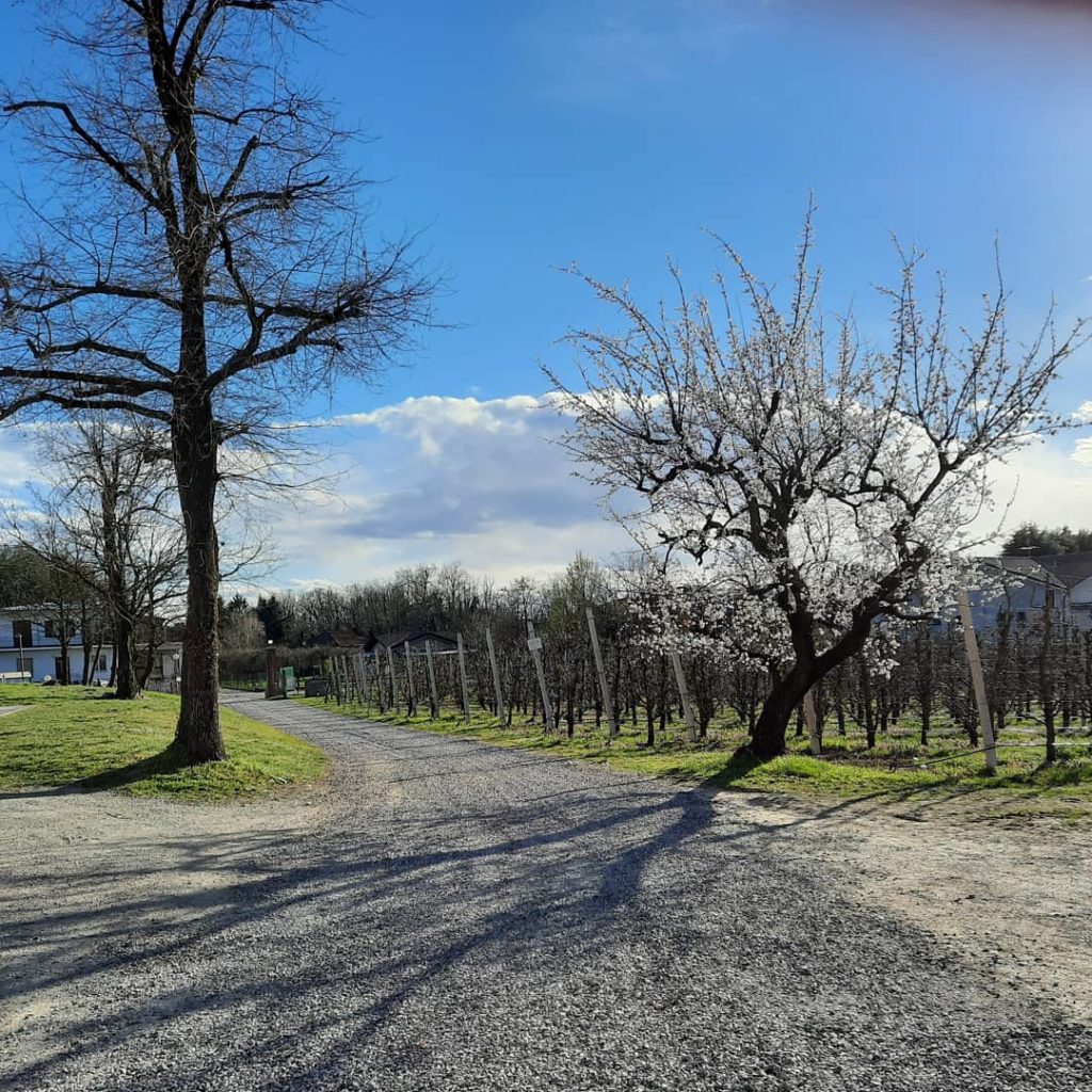 Il frutteto di Ceriano LaghettoFrutteto del Parco